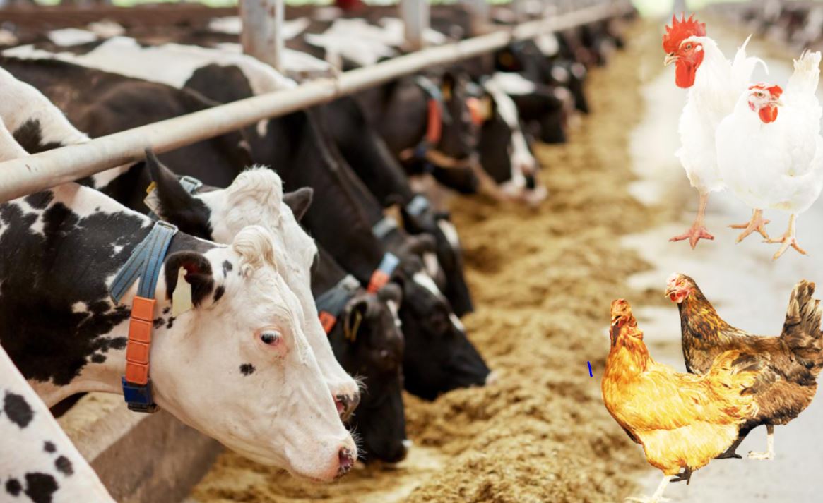 Livestock & Poultry: Feeding the World, Supporting Rural Economies